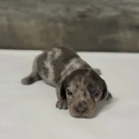 Chip-lh (daple/creme/lh, a male Miniature Dachshund for sale in Aiken, SC – 1 of 3