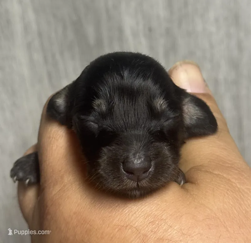 Blackjack-lh (daple/creme – Miniature Dachshund puppy for sale in Aiken, SC