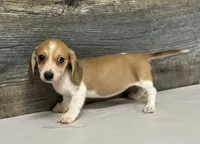 Blondie (crème/pie/lh- Russian dad, a female Miniature Dachshund for sale in Aiken, SC – 2 of 2