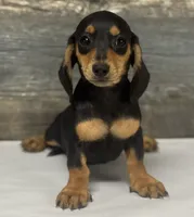 Lady (daple/creme, a female Miniature Dachshund for sale in Aiken, SC – 3 of 3