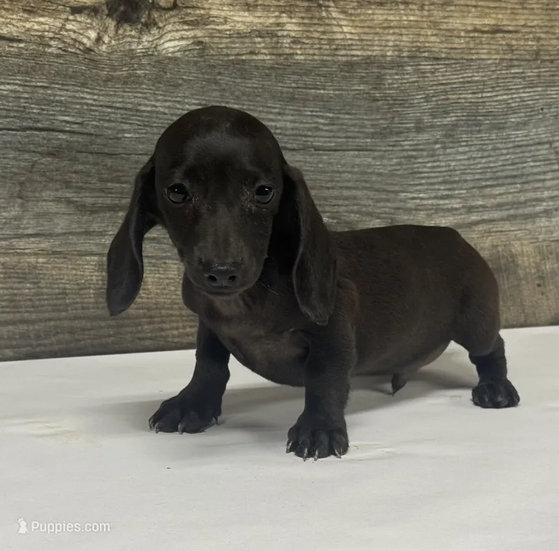 Ace (pie/lh/creme – Miniature Dachshund puppy for sale in Aiken, SC