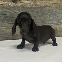 Ace (pie/lh/creme, a male Miniature Dachshund for sale in Aiken, SC – 1 of 3