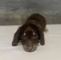 Fudge-lh (daple/creme/pie/deluite, a male Miniature Dachshund for sale in Aiken, SC – Photo 2 of 2