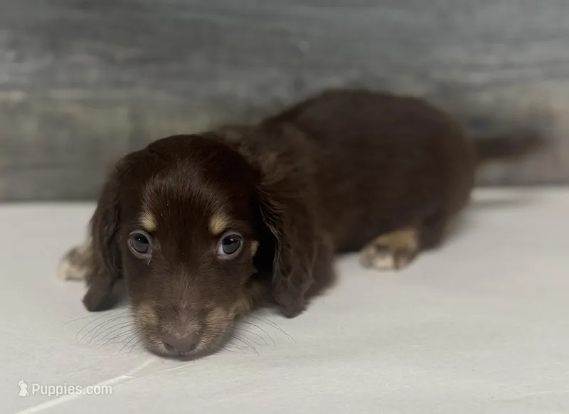 Fudge-lh (daple/creme/pie/deluite – Miniature Dachshund puppy for sale in Aiken, SC