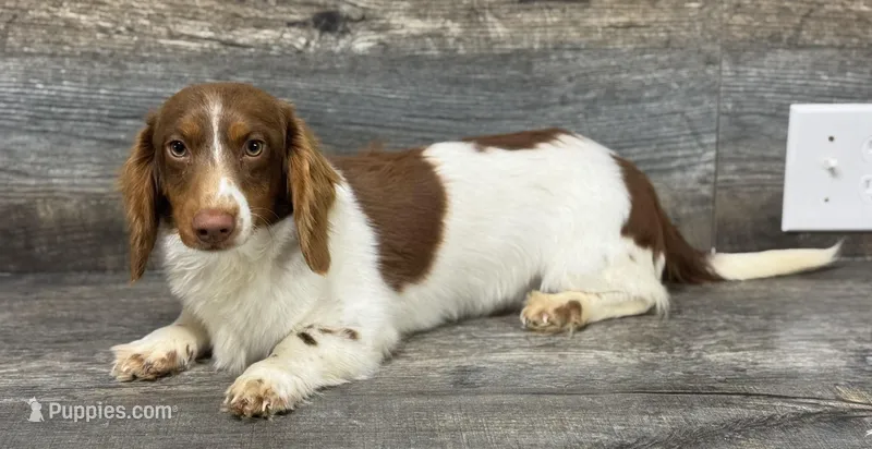 Rolo-lh (daple/pie/deluite – Miniature Dachshund puppy for sale in Aiken, SC