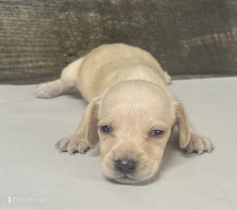 Link (daple/deluite/creme/lh – Miniature Dachshund puppy for sale in Aiken, SC