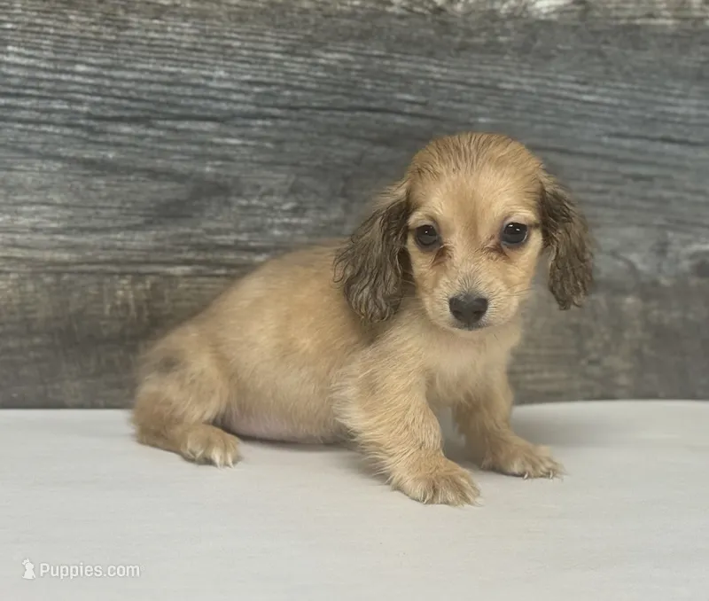 Wells-lh (crème/dapple – Miniature Dachshund puppy for sale in Aiken, SC