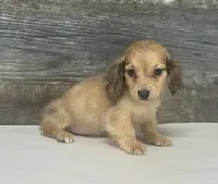 Wells-lh (crème/dapple, a male Miniature Dachshund for sale in Aiken, SC – 1 of 2