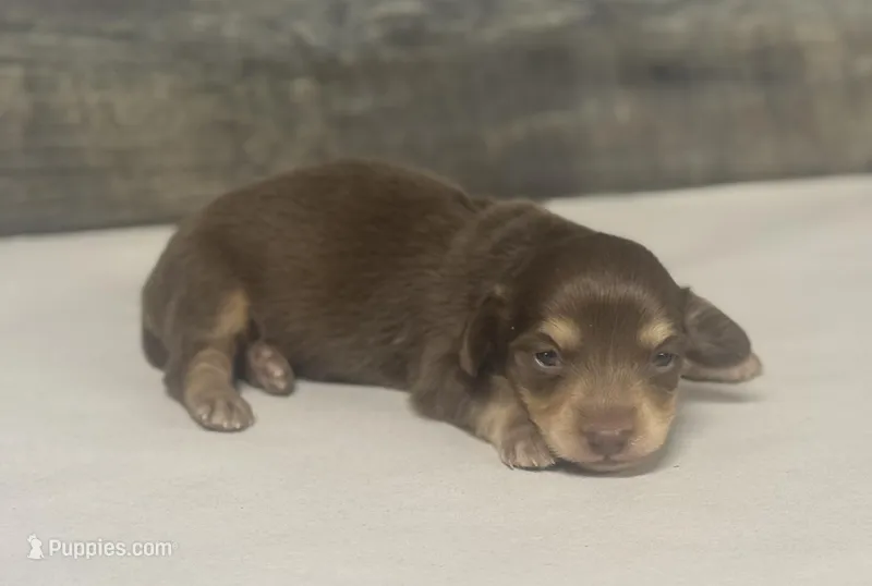 Max-lh (daple/creme – Miniature Dachshund puppy for sale in Aiken, SC