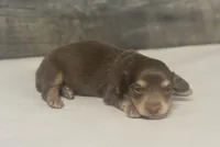 Max-lh (daple/creme, a male Miniature Dachshund for sale in Aiken, SC – Photo 1 of 3