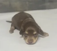 Max-lh (daple/creme, a male Miniature Dachshund for sale in Aiken, SC – Photo 2 of 3