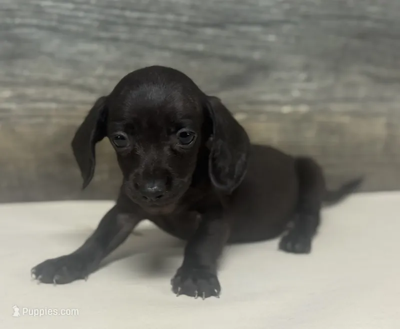 Leo (daple/creme/pie/lh – Miniature Dachshund puppy for sale in Aiken, SC