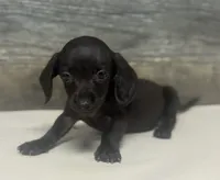 Leo (daple/creme/pie/lh, a male Miniature Dachshund for sale in Aiken, SC – 1 of 2