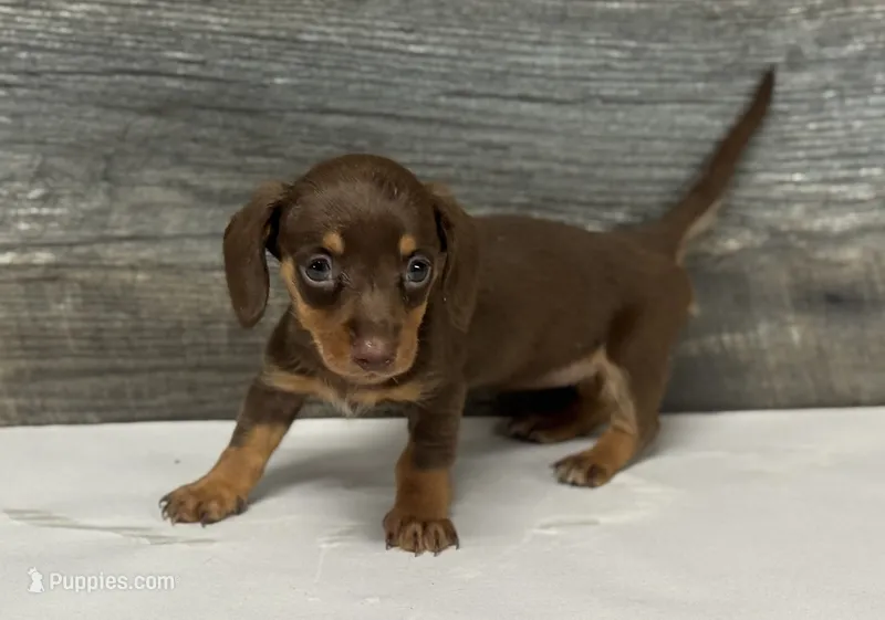 Baby (daple/creme/lh, a female Miniature Dachshund for sale in Aiken, SC – 1 of 2