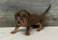 Baby (daple/creme/lh, a female Miniature Dachshund for sale in Aiken, SC – 1 of 2