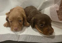 Lilly-lh (daple/creme, a female Miniature Dachshund for sale in Aiken, SC – 2 of 2