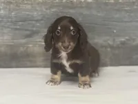 Max-lh (dapple/creme/pie/deluite, a male Miniature Dachshund for sale in Aiken, SC – Photo 2 of 3