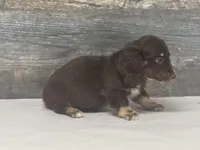 Max-lh (dapple/creme/pie/deluite, a male Miniature Dachshund for sale in Aiken, SC – Photo 3 of 3