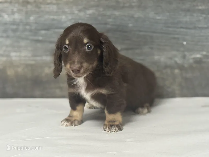 Max-lh (dapple/creme/pie/deluite – Miniature Dachshund puppy for sale in Aiken, SC