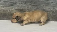 Wells-lh (crème/daple, a male Miniature Dachshund for sale in Aiken, SC – 2 of 3