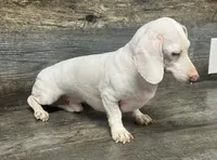 Cloud of Eden , a male Miniature Dachshund for sale in Aiken, SC – 3 of 3