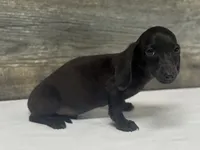 Jack (pie/lh/creme, a male Miniature Dachshund for sale in Aiken, SC – 3 of 3