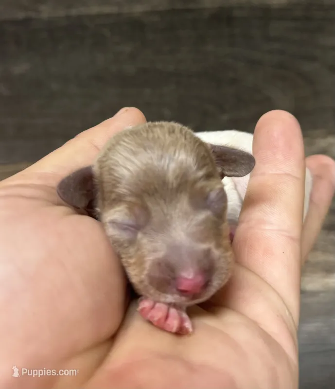 Ike (daple/deluite – Miniature Dachshund puppy for sale in Aiken, SC