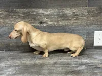 Link (crème-sh, a male Miniature Dachshund for sale in Aiken, SC – 2 of 3