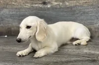 Casper (creme, a male Miniature Dachshund for sale in Aiken, SC – 2 of 3