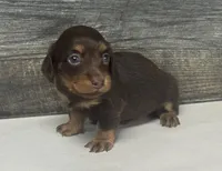 Lilly-lh (daple/creme Russian dad, a female Miniature Dachshund for sale in Aiken, SC – 2 of 3