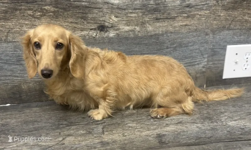 Daisy-lh  – Miniature Dachshund puppy for sale in Aiken, SC