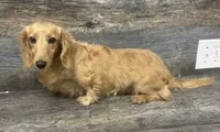 Daisy-lh , a female Miniature Dachshund for sale in Aiken, SC – 1 of 1