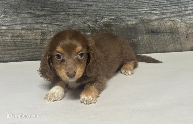 Diva-lh (crème/daple/pie/deluite – Miniature Dachshund puppy for sale in Aiken, SC