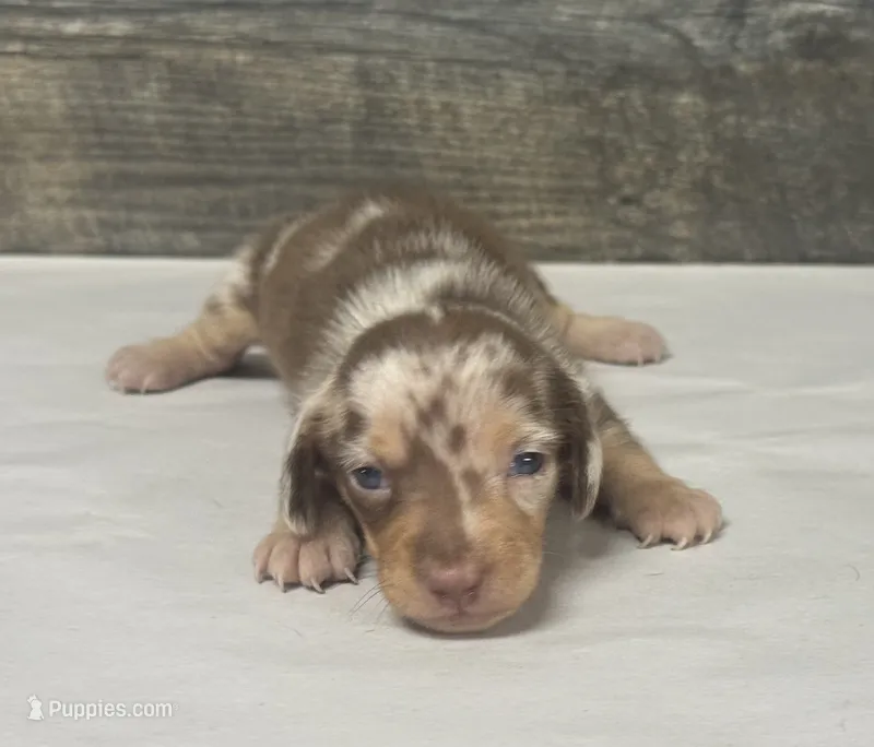 Dottie (daple/deluite/lh – Miniature Dachshund puppy for sale in Aiken, SC