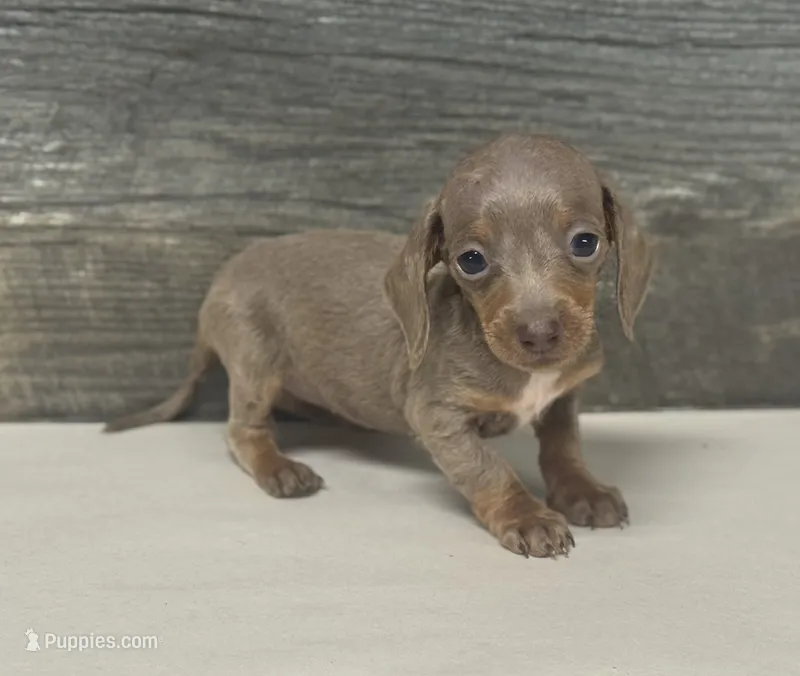 Ginger (daple/deluite/creme/lh – Miniature Dachshund puppy for sale in Aiken, SC
