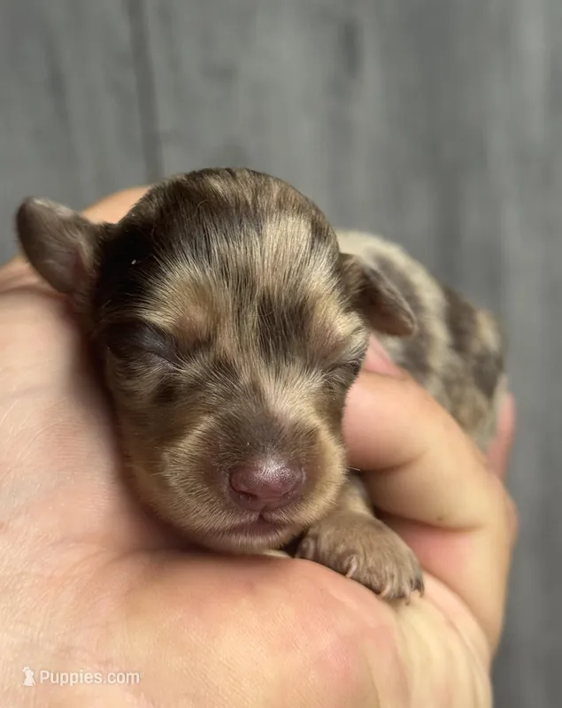Tabby-lh (daple/creme- Russian dad – Miniature Dachshund puppy for sale in Aiken, SC