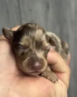 Tabby-lh (daple/creme- Russian dad, a female Miniature Dachshund for sale in Aiken, SC – Photo 1 of 2