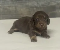 Baby-lh (daple/deluite/creme-russian dad, a female Miniature Dachshund for sale in Aiken, SC – Photo 1 of 2