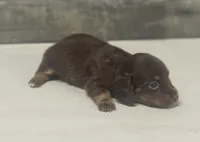 Baby-lh (daple/deluite/creme-russian dad, a female Miniature Dachshund for sale in Aiken, SC – Photo 2 of 2