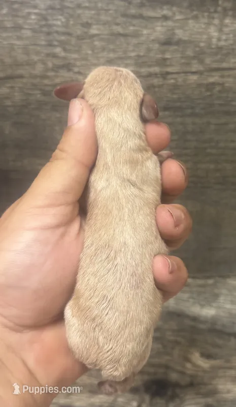 Cash ( daple/deluite/creme/lh – Miniature Dachshund puppy for sale in Aiken, SC