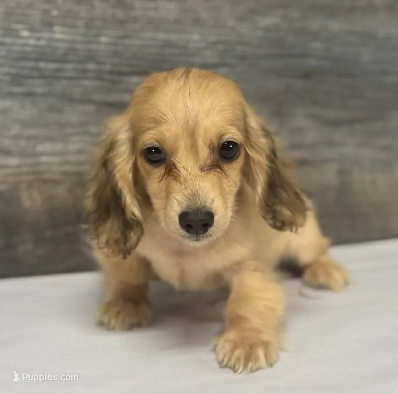 Wells-lh (daple/creme – Miniature Dachshund puppy for sale in Aiken, SC