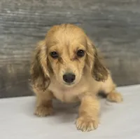 Wells-lh (daple/creme, a male Miniature Dachshund for sale in Aiken, SC – 1 of 3