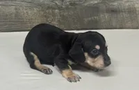 Dom (dapple/creme/lh- all creme point litter, a male Miniature Dachshund for sale in Aiken, SC – 3 of 3