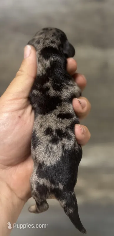 Rocky (crem/lh/dapple/pied – Miniature Dachshund puppy for sale in Aiken, SC