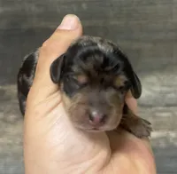 Rocky (crem/lh/dapple/pied, a male Miniature Dachshund for sale in Aiken, SC – Photo 2 of 2