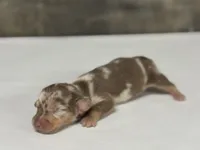 Diva (daple/deluite/lh, a female Miniature Dachshund for sale in Aiken, SC – 3 of 3