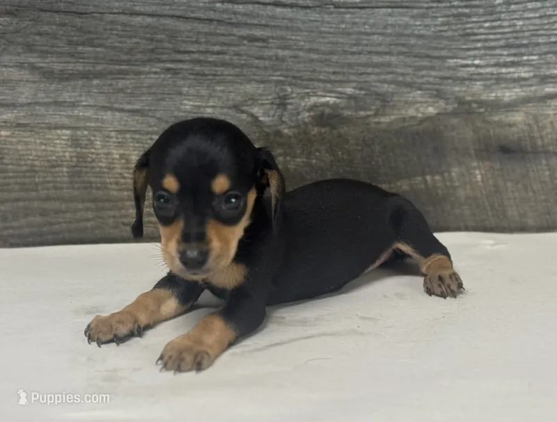 Lilly (crème/dapple/lh – Miniature Dachshund puppy for sale in Aiken, SC
