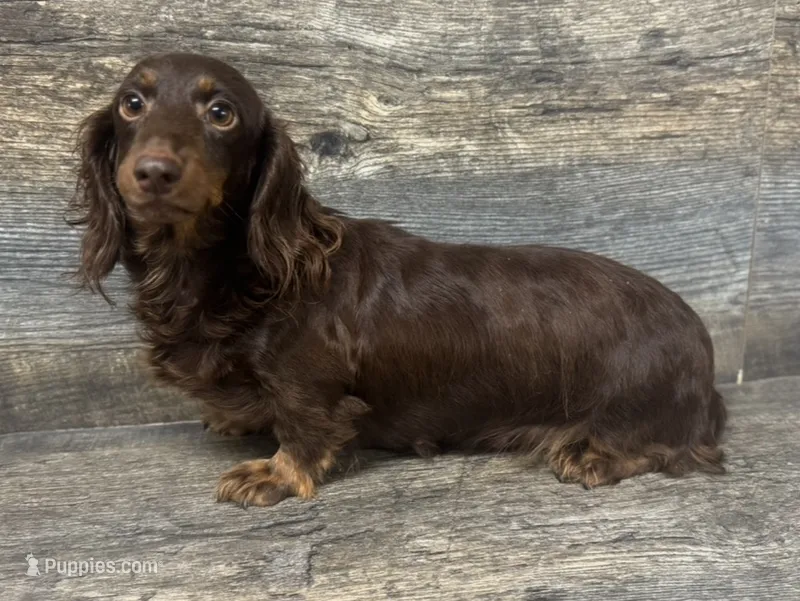 Mama fudge  – Miniature Dachshund puppy for sale in Aiken, SC