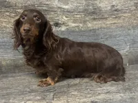 Mama fudge , a female Miniature Dachshund for sale in Aiken, SC – 1 of 1