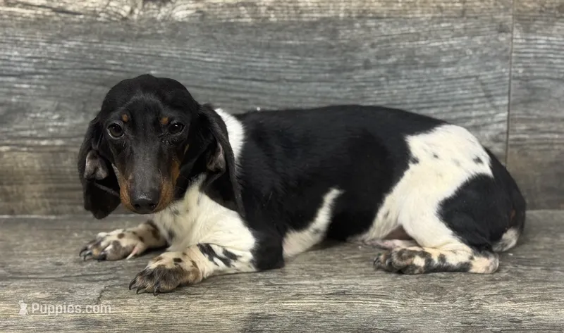 Mama Oreo (pie/daple/lh – Miniature Dachshund puppy for sale in Aiken, SC
